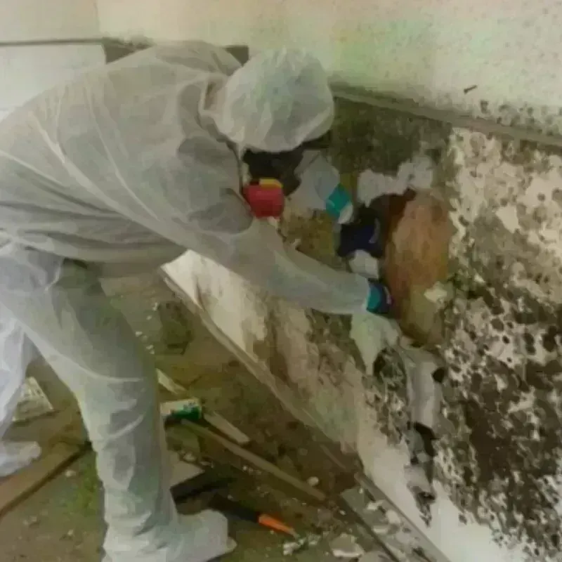 Mold Remediation and Removal in Seven Lakes, NC